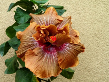 Hibiscus Magic Mission